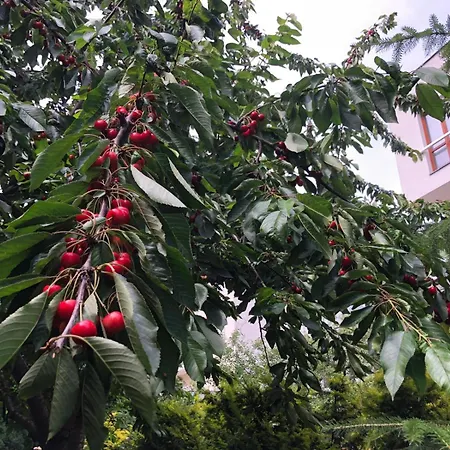 펜션 Zielone Zacisze Na Kamiennej Gorze W Gdyni